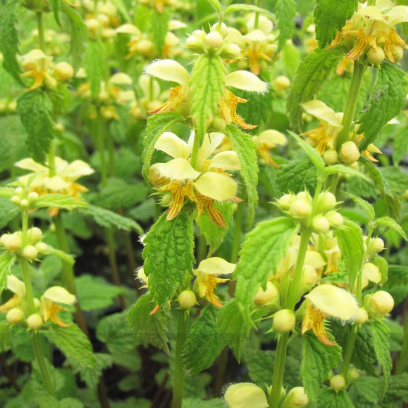 Lamium galeobdolon (Floração)