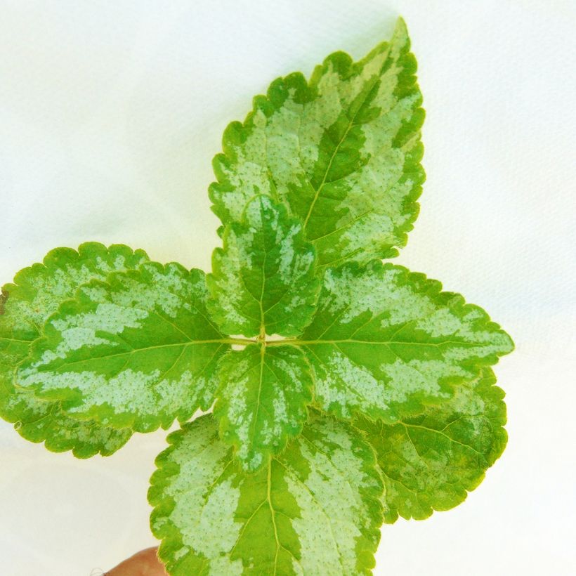 Lamium galeobdolon Florentinum (Folhagem)