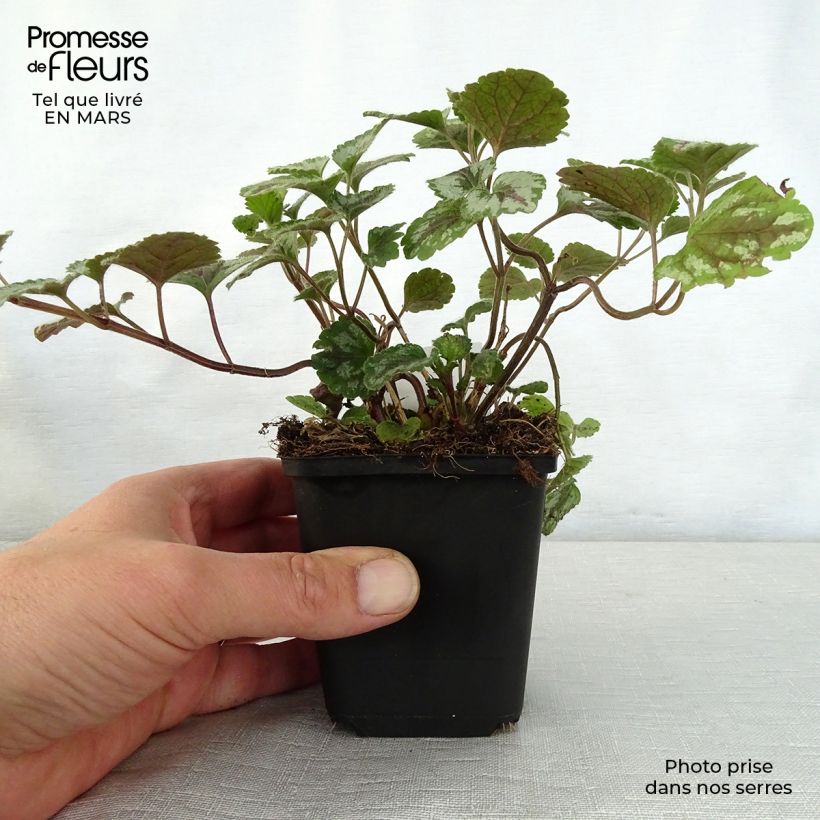 Amostra de Lamium galeobdolon Florentinum Vaso de 8/9 cm tal como entregue na primavera