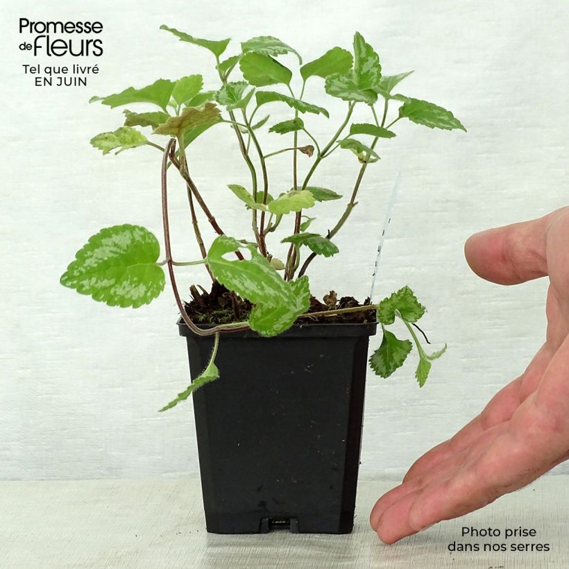Amostra de Lamium galeobdolon Florentinum Vaso de 8/9 cm tal como entregue no verão