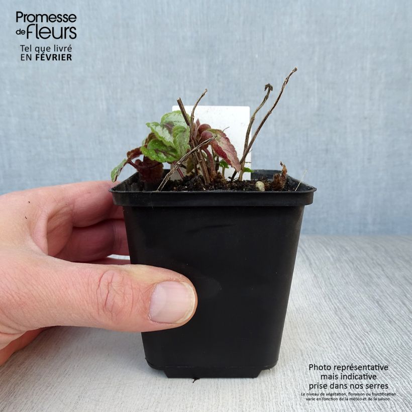 Amostra de Lamiastrum galeobdolon Florentinum - Lamier doré Vaso de 8/9 cm tal como entregue no inverno