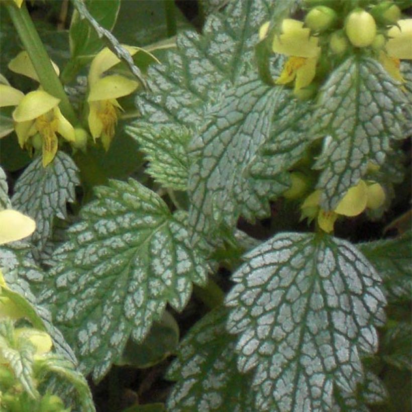 Lamium galeobdolon Hermann's Pride (Folhagem)