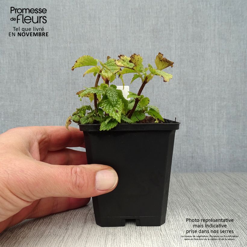 Amostra de Lamium galeobdolon Hermann's Pride Vaso de 8/9 cm tal como entregue no outono