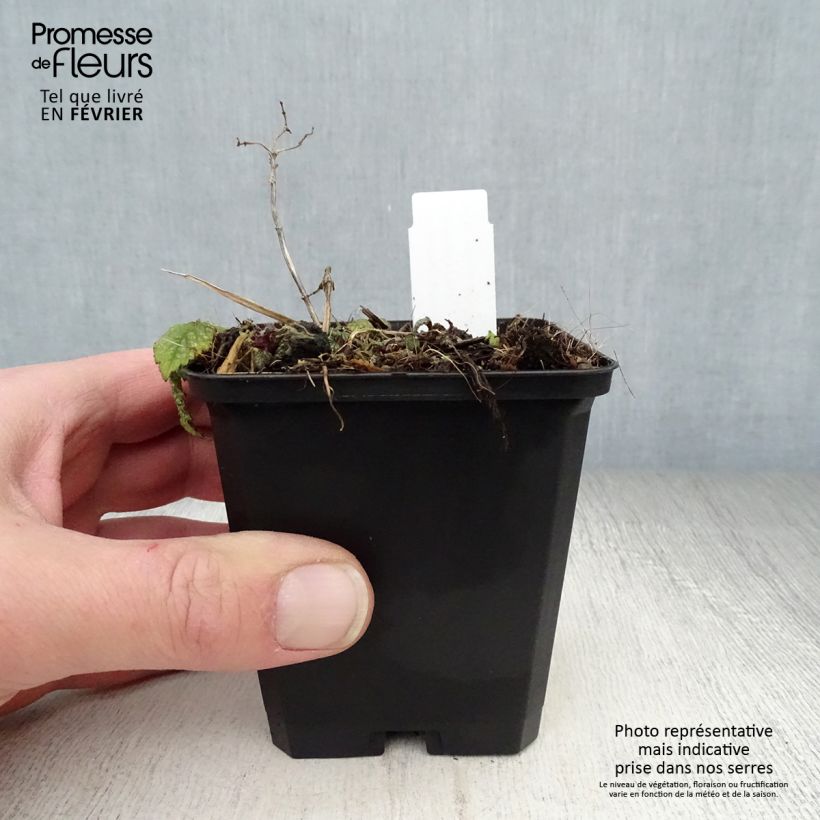 Amostra de Lamium galeobdolon Hermann's Pride Vaso de 8/9 cm tal como entregue no inverno