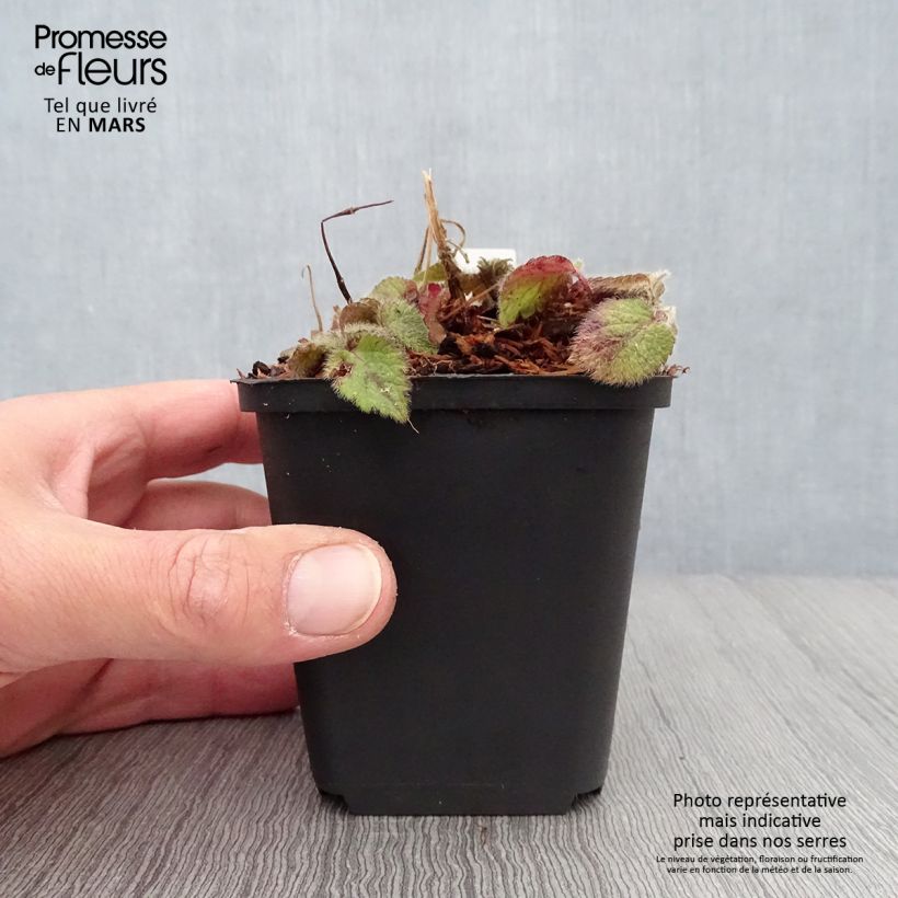 Amostra de Lamium galeobdolon Kirkcudbright Dwarf Vaso de 8/9 cm tal como entregue na primavera