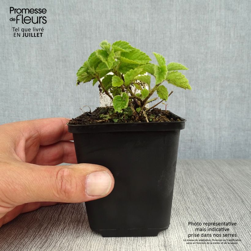 Amostra de Lamium galeobdolon Vaso de 8/9 cm tal como entregue no verão