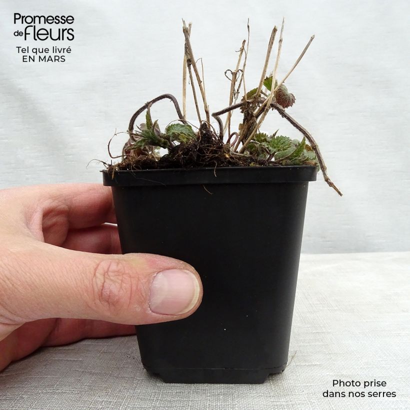 Amostra de Lamium galeobdolon Vaso de 8/9 cm tal como entregue na primavera