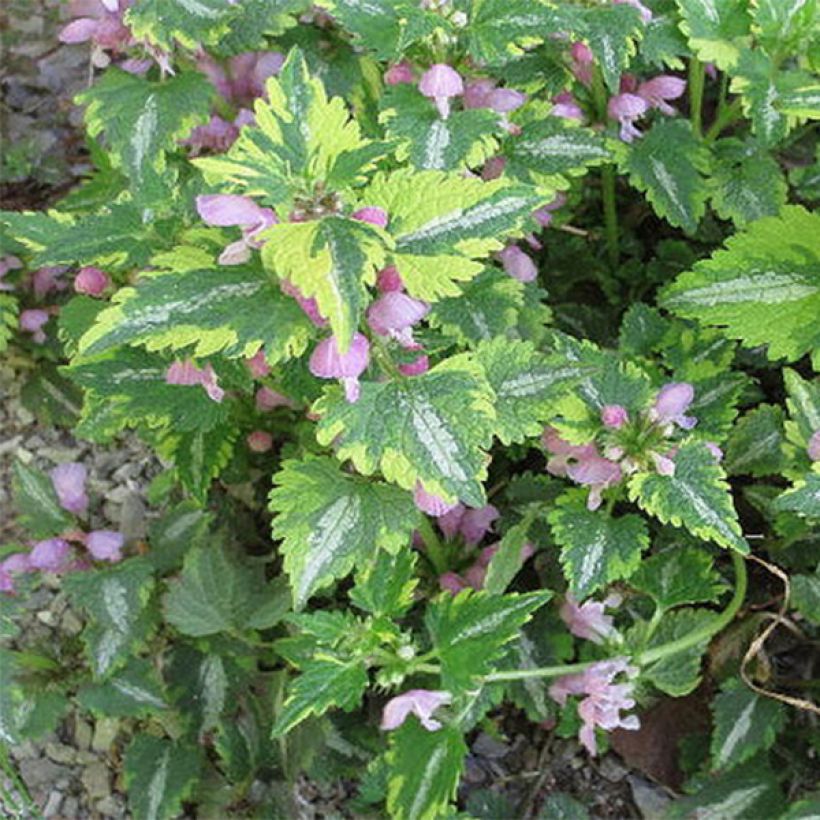 Lamium maculatum Anne Greenaway (Folhagem)
