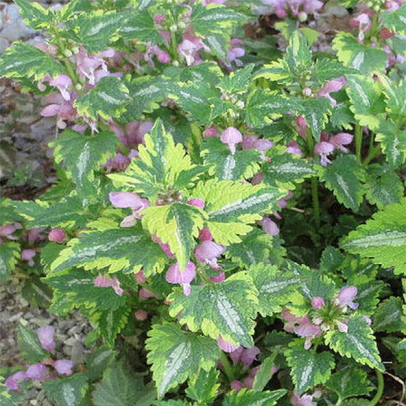 Lamium maculatum Anne Greenaway (Floração)