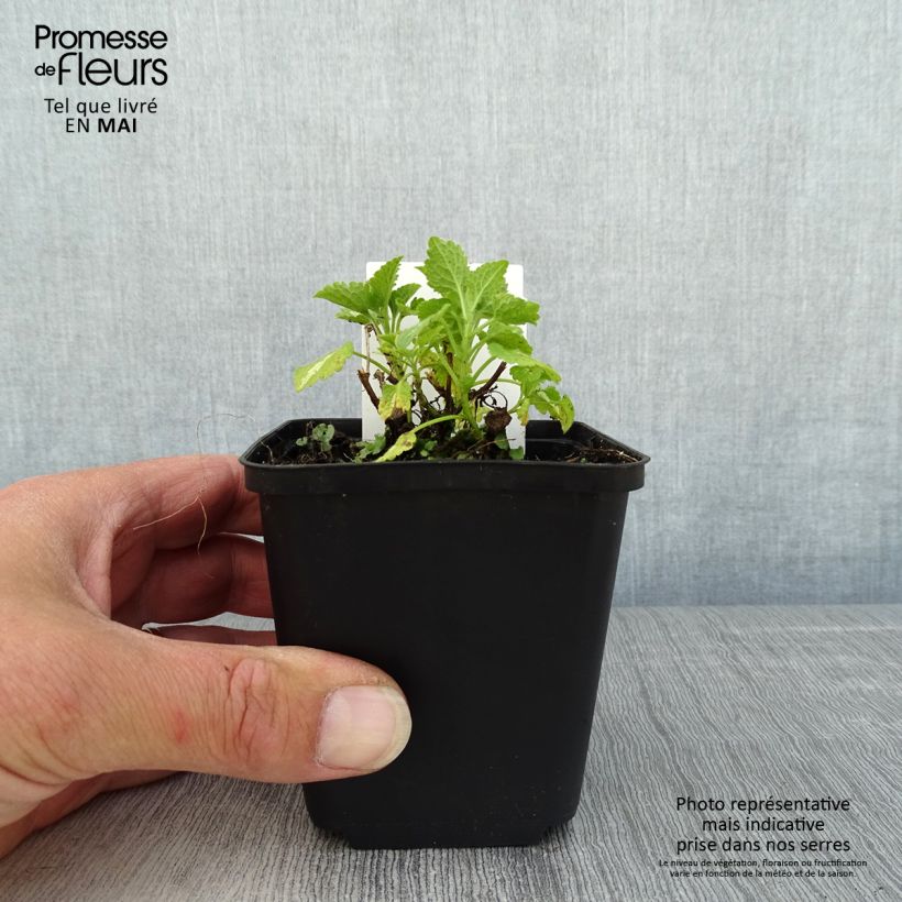 Amostra de Lamium maculatum Album Vaso de 8/9 cm tal como entregue na primavera