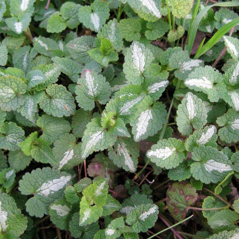 Lamium maculatum Album (Folhagem)