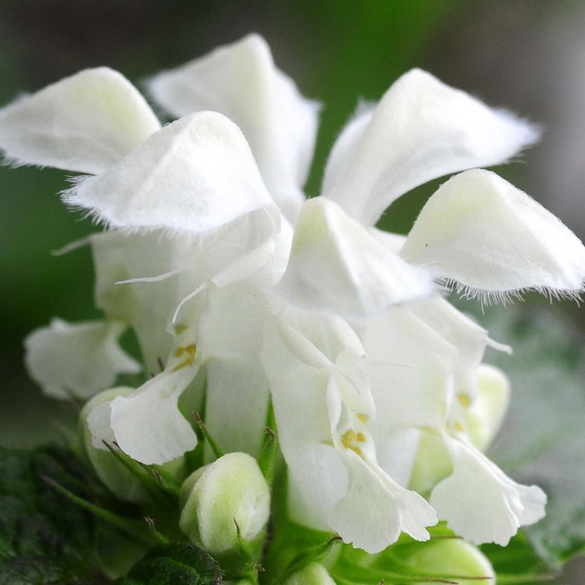 Lamium maculatum Album (Floração)