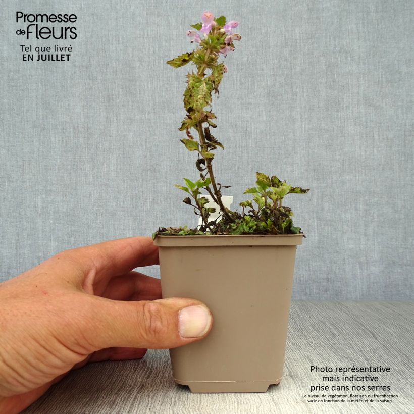 Amostra de Lamium maculatum Anne Greenaway Vaso de 8/9 cm tal como entregue no verão