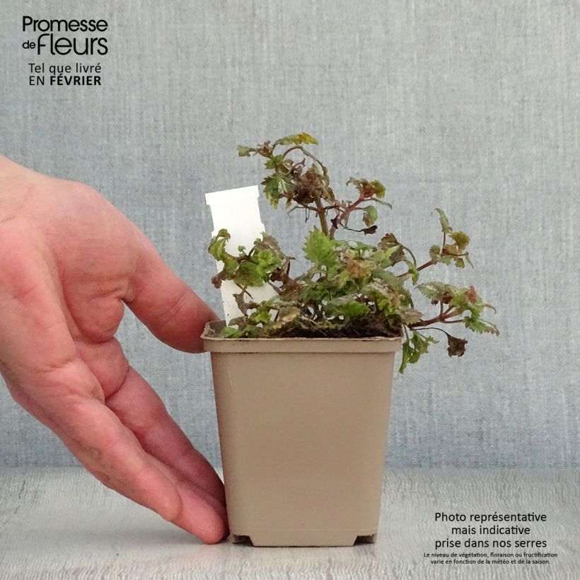 Amostra de Lamium maculatum Anne Greenaway - Lamier panaché Vaso de 8/9 cm tal como entregue no inverno