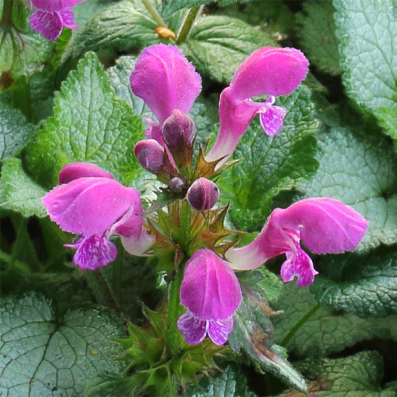 Lamium maculatum Beacon Silver (Floração)