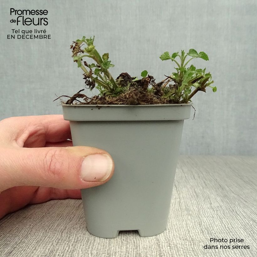 Amostra de Lamium maculatum Beacon Silver - Lamier argenté rose magenta Vaso de 8/9 cm tal como entregue no inverno