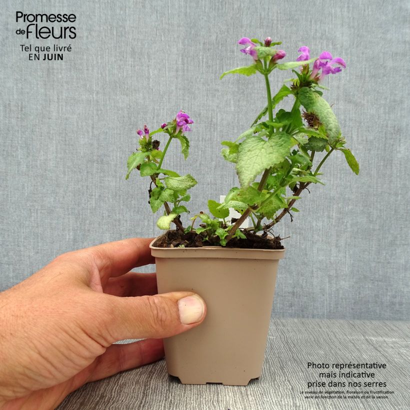 Amostra de Lamium maculatum Beacon Silver Vaso de 8/9 cm tal como entregue no verão