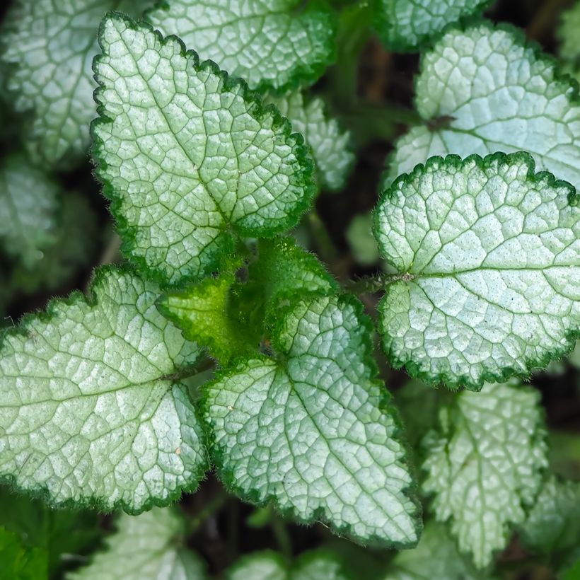 Lamium maculatum Beacon Silver (Folhagem)