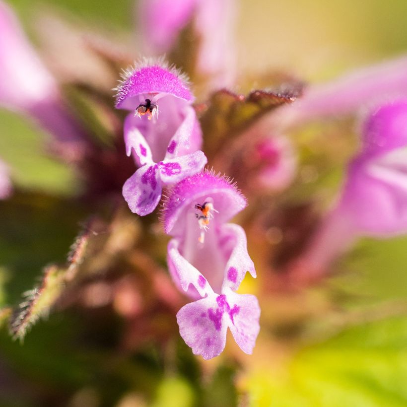 Lamium maculatum Beacon Silver (Floração)