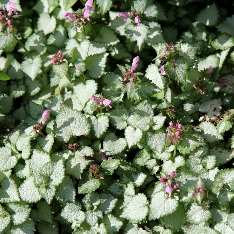 Lamium maculatum Beacon Silver (Hábito)