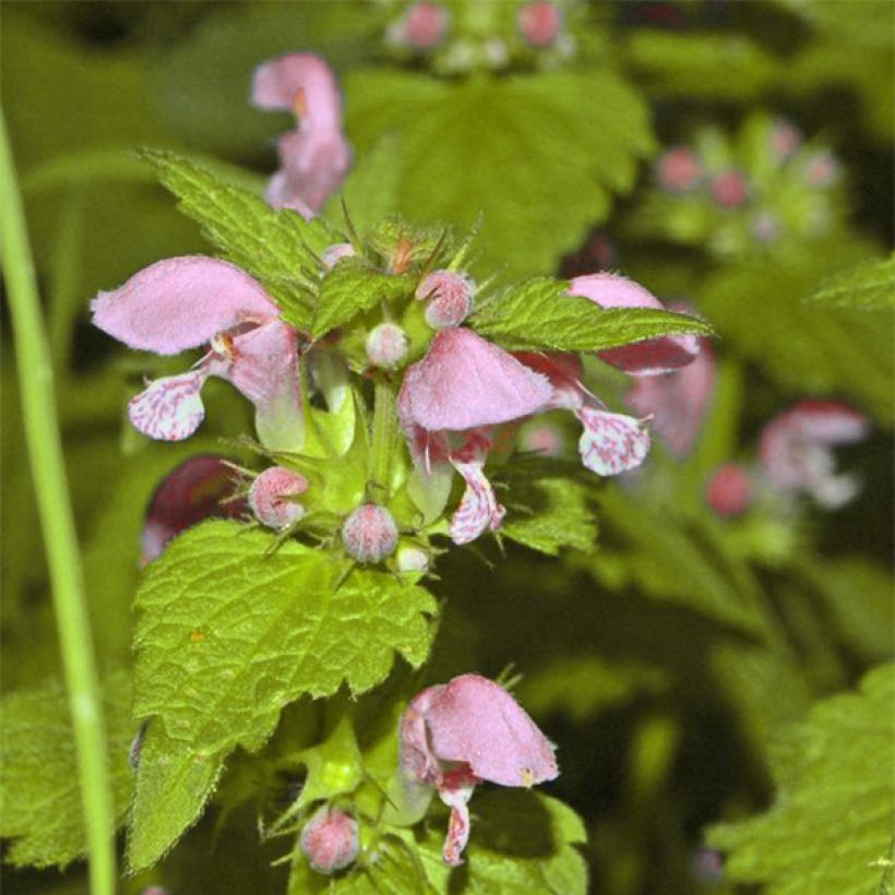 Lamium maculatum Cannon's Gold (Floração)
