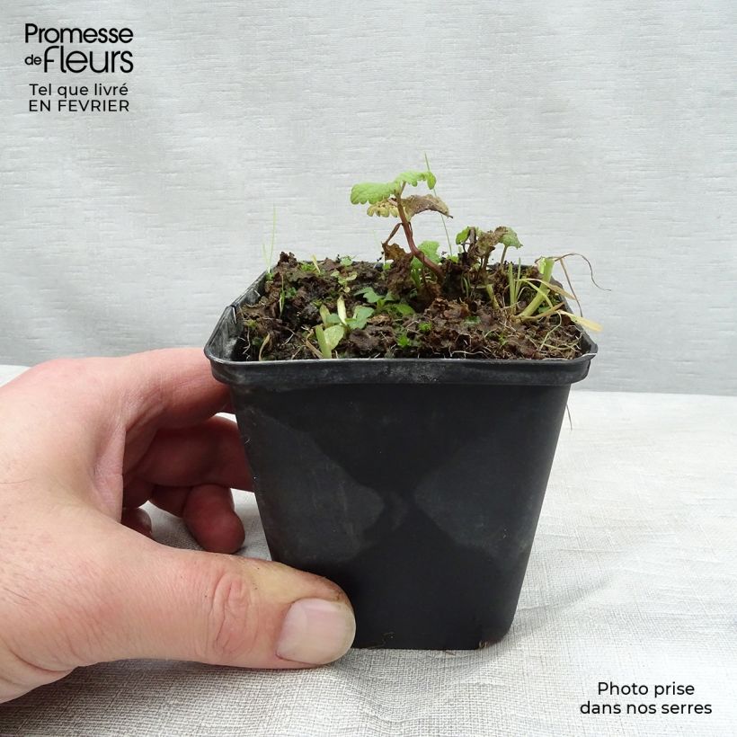 Amostra de Lamium maculatum Cannon s Gold - Lamier panaché Vaso de 8/9 cm tal como entregue no inverno