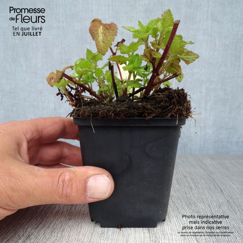 Amostra de Lamium maculatum Chequers Vaso de 8/9 cm tal como entregue no verão