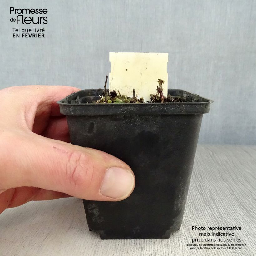 Amostra de Lamium maculatum Chequers Vaso de 8/9 cm tal como entregue no inverno