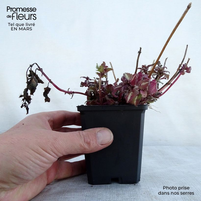 Amostra de Lamium maculatum Chequers Vaso de 8/9 cm tal como entregue na primavera