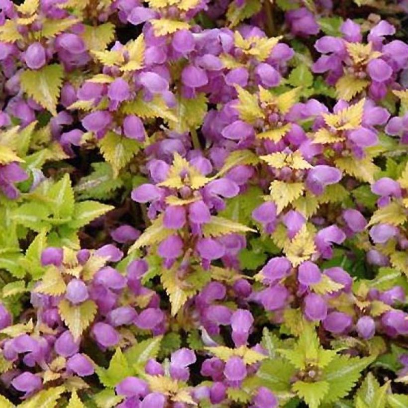 Lamium maculatum Golden Nuggets (Floração)
