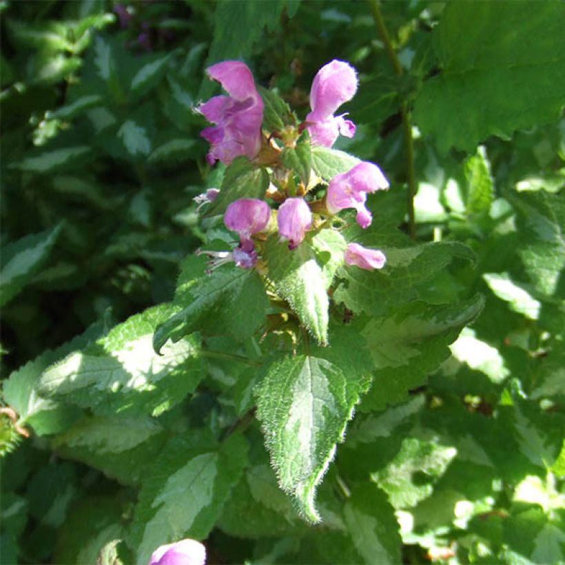 Lamium maculatum Pink Pewter (Floração)