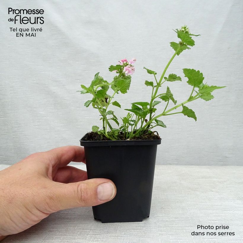 Amostra de Lamium maculatum Pink Pewter Vaso de 8/9 cm tal como entregue na primavera
