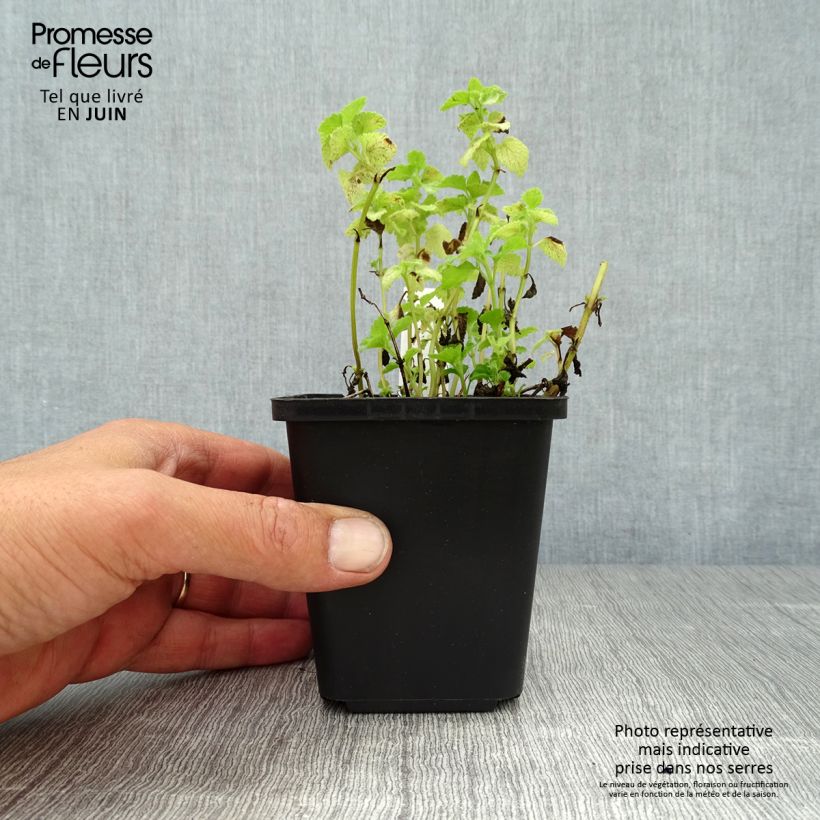 Amostra de Lamium maculatum Pink Pewter Vaso de 8/9 cm tal como entregue no verão