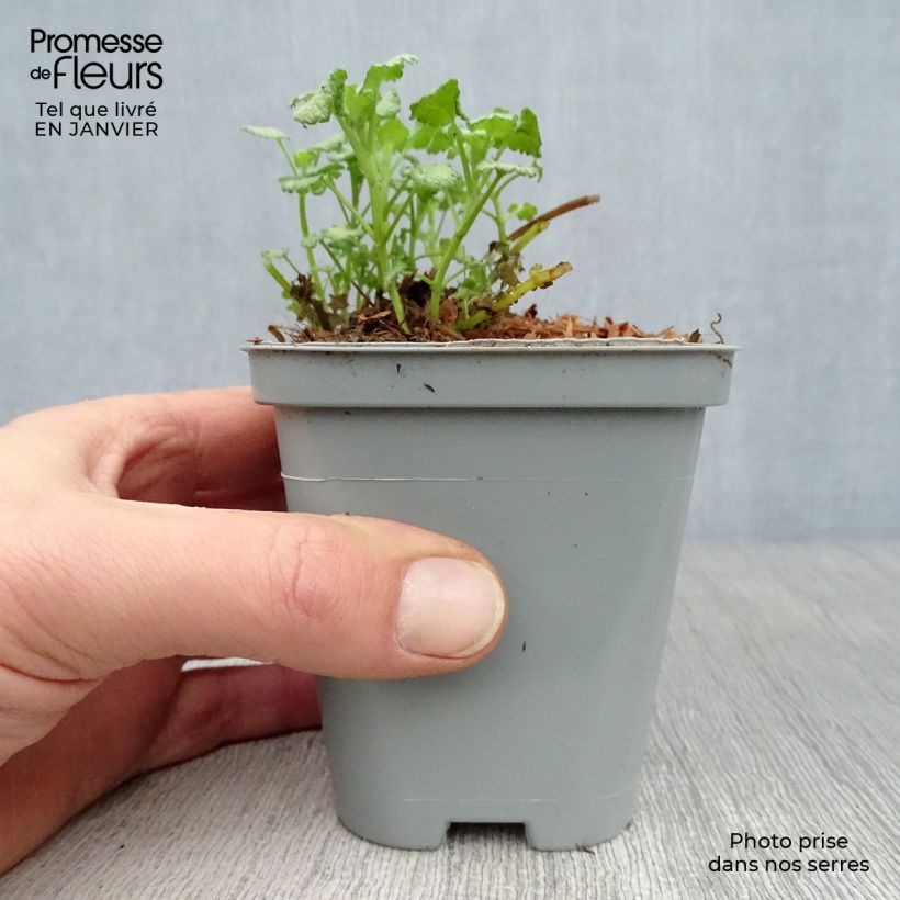 Amostra de Lamium maculatum Pink Pewter Vaso de 8/9 cm tal como entregue no inverno