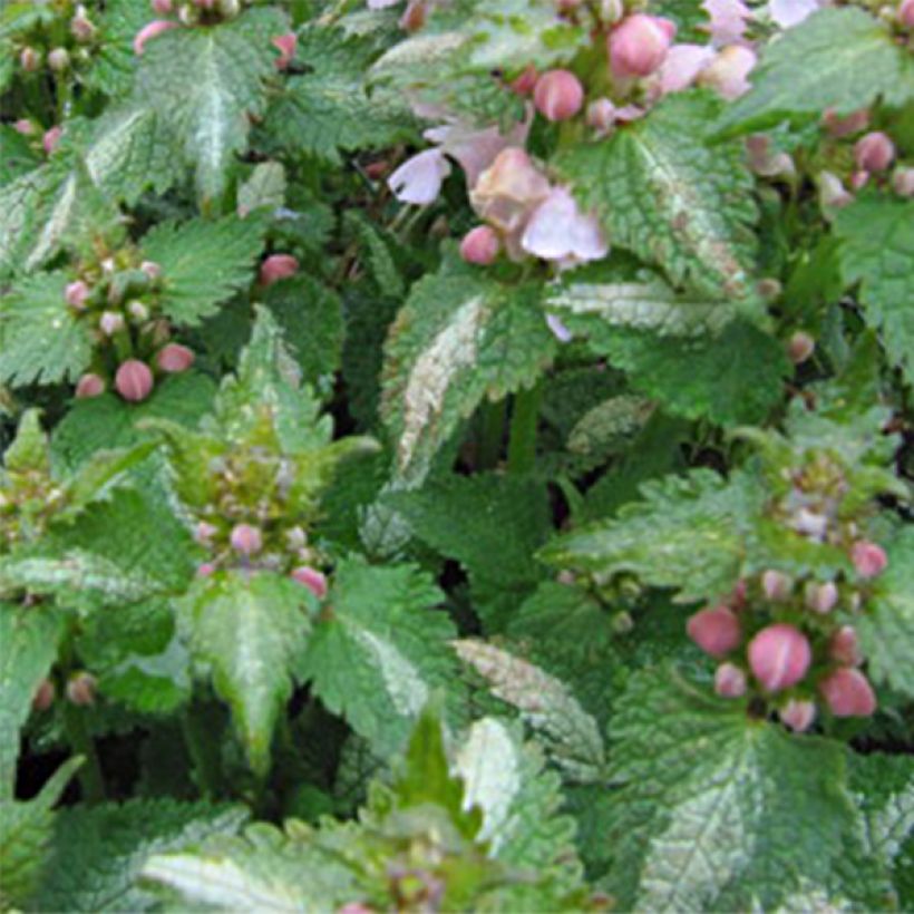 Lamium maculatum Purple Dragon (Folhagem)