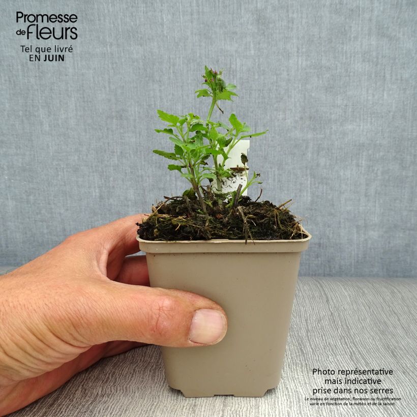 Amostra de Lamium maculatum Purple Dragon Vaso de 8/9 cm tal como entregue no verão