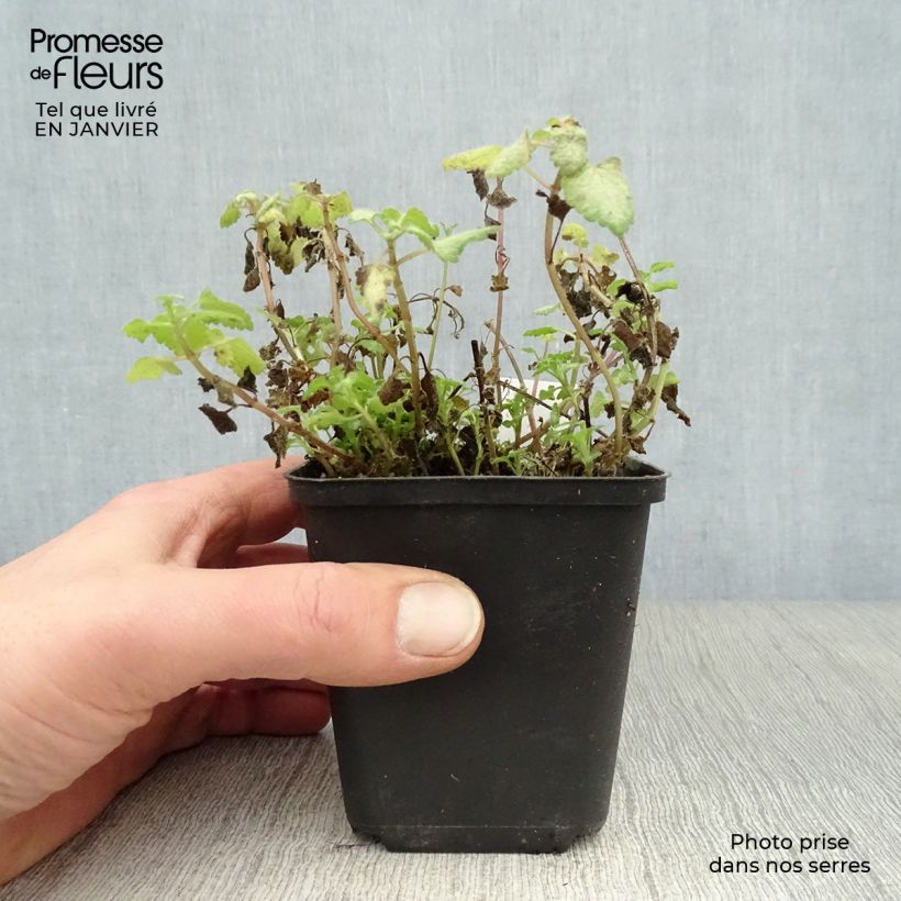 Amostra de Lamium maculatum Red Nancy Vaso de 8/9 cm tal como entregue no inverno