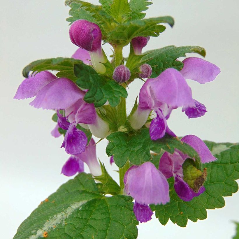 Lamium maculatum Roseum (Floração)