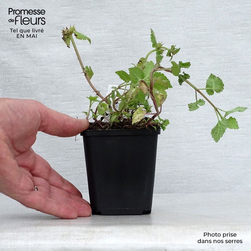 Amostra de Lamium maculatum Roseum Vaso de 8/9 cm tal como entregue na primavera