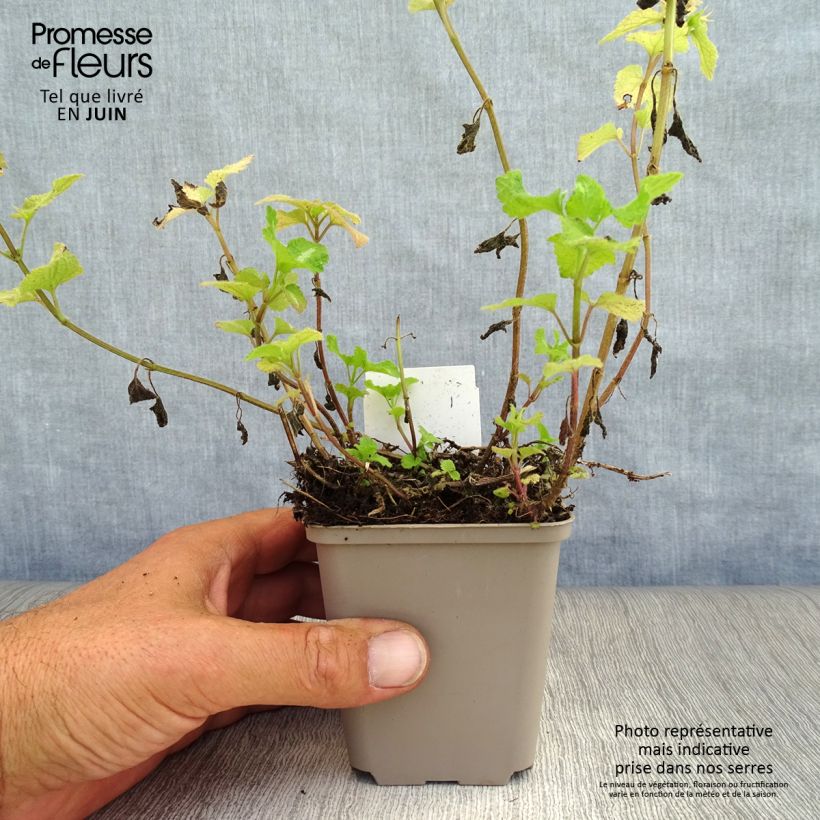 Amostra de Lamium maculatum Roseum Vaso de 8/9 cm tal como entregue no verão