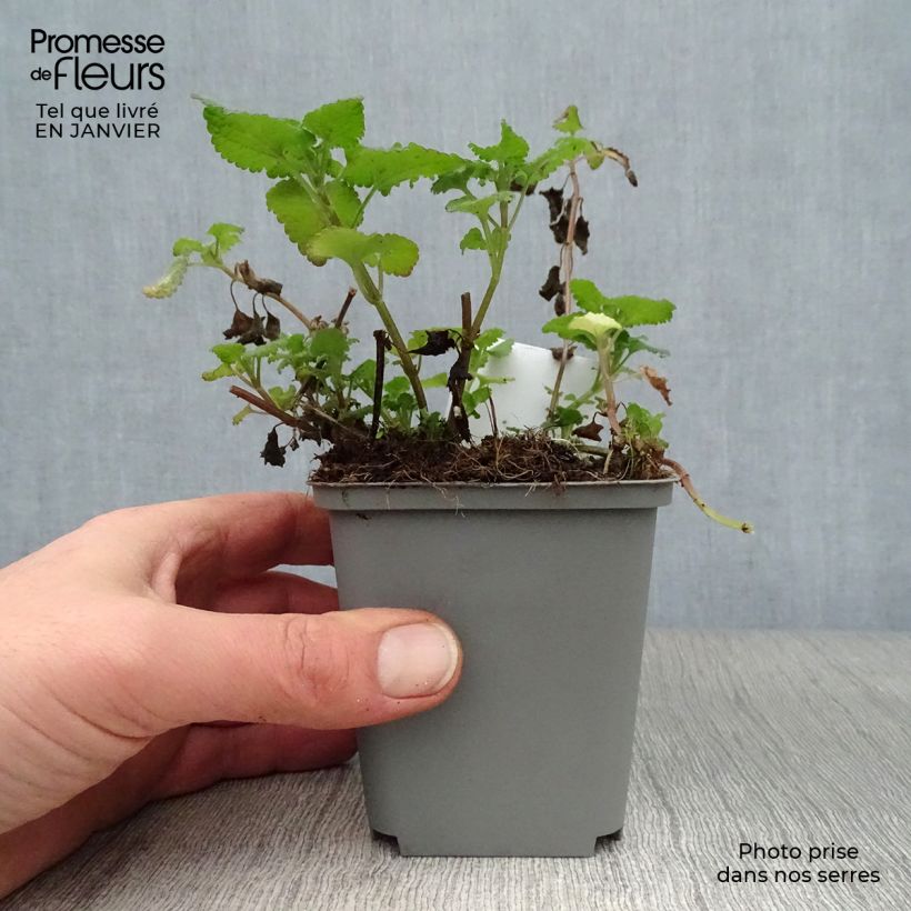 Amostra de Lamium maculatum Roseum -  Lamier maculé rose Vaso de 8/9 cm tal como entregue no inverno