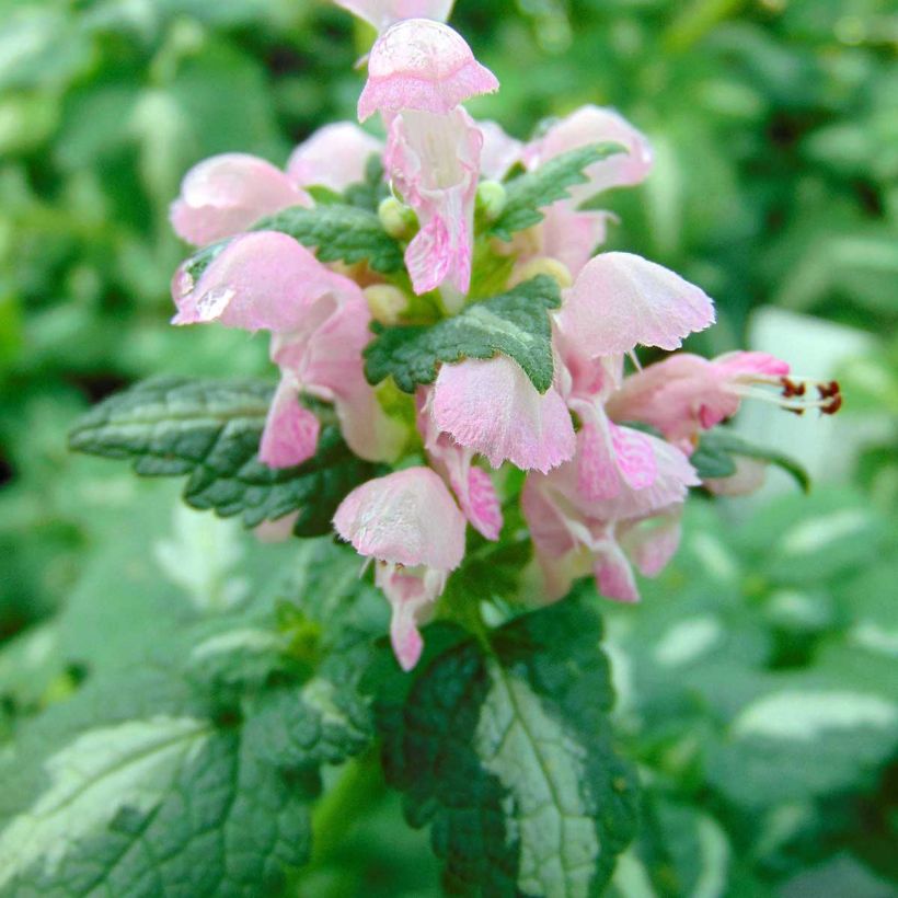 Lamium maculatum Shell Pink (Floração)