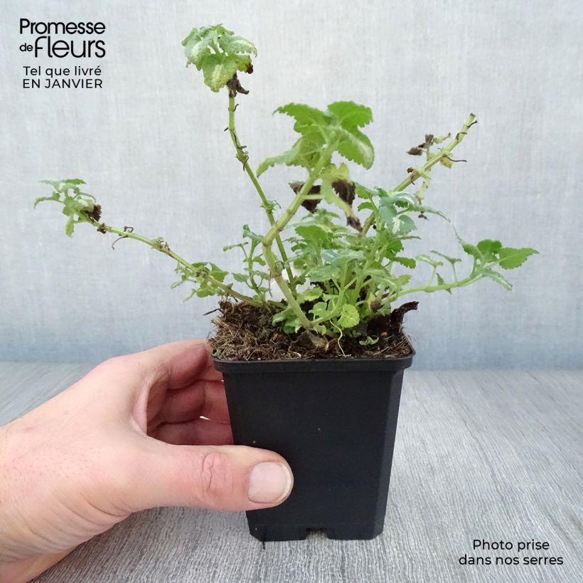 Amostra de Lamium maculatum Shell Pink Vaso de 8/9 cm tal como entregue no inverno