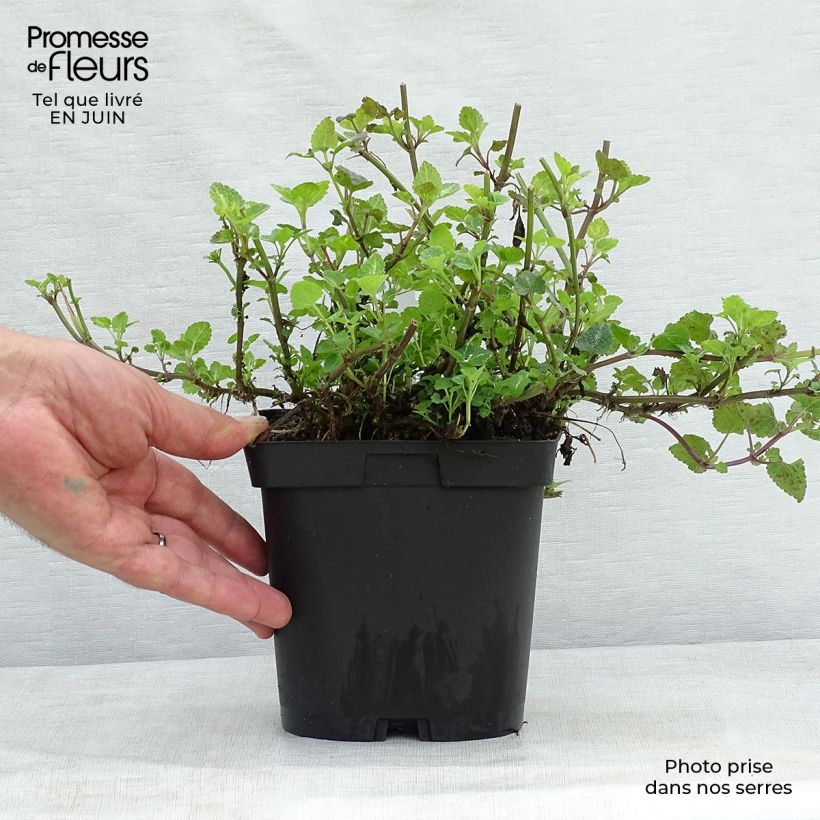 Amostra de Lamium maculatum Shell Pink Vaso de 2 L/3 L tal como entregue no verão