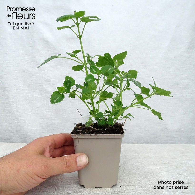 Amostra de Lamium maculatum Shell Pink Vaso de 8/9 cm tal como entregue na primavera