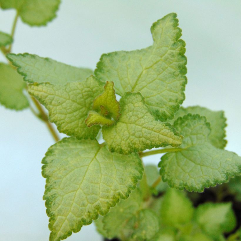 Lamium maculatum Sterling Silver (Folhagem)