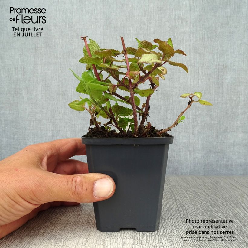 Amostra de Lamium maculatum Sterling Silver Vaso de 8/9 cm tal como entregue no verão