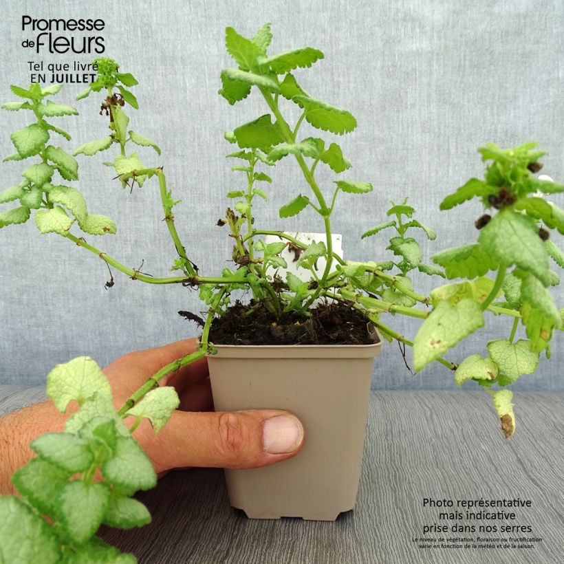 Amostra de Lamium maculatum White Nancy Vaso de 8/9 cm tal como entregue no verão