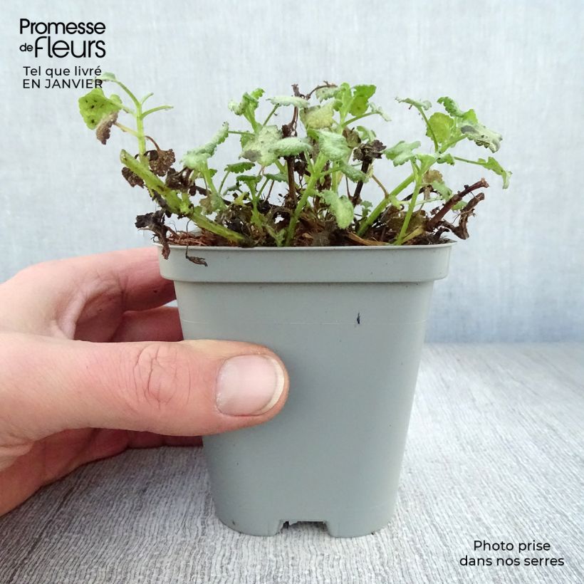 Amostra de Lamium maculatum White Nancy Vaso de 8/9 cm tal como entregue no inverno