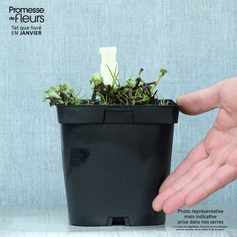 Amostra de Lamium maculatum White Nancy Vaso de 2 L/3 L tal como entregue no inverno